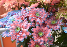 Verfbaarheid van een chrysant is zeer belangrijk en erg populair Oost Europa, vandaar dat Dümmen Orange haar soorten ook test op verfbaarheid.